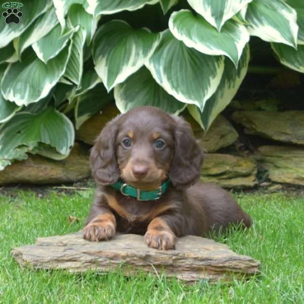 Hershey-Mini, Dachshund Puppy