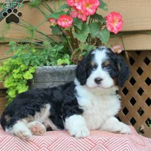 Hershey, Mini Bernedoodle Puppy