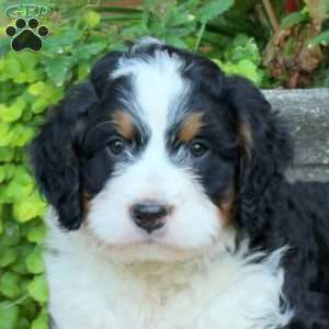 Hershey, Mini Bernedoodle Puppy