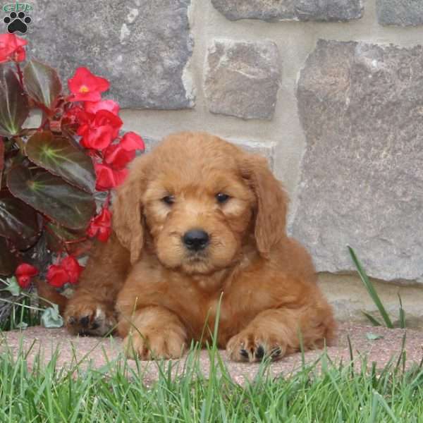 Hilda, Goldendoodle Puppy