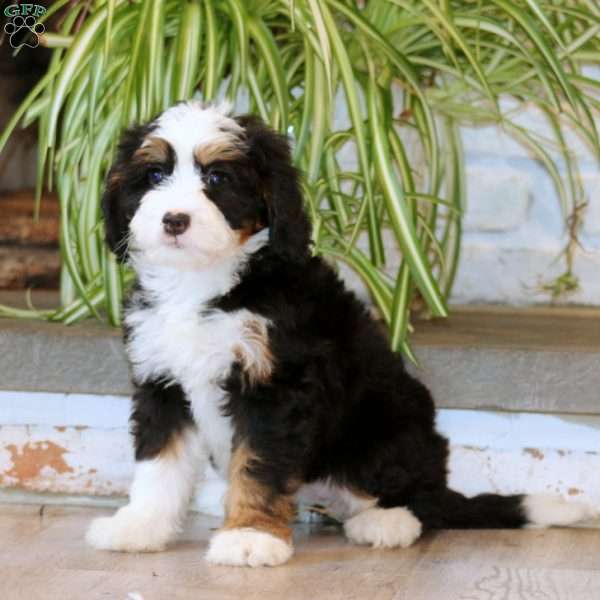 Hilda, Mini Bernedoodle Puppy