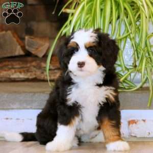 Hilda, Mini Bernedoodle Puppy
