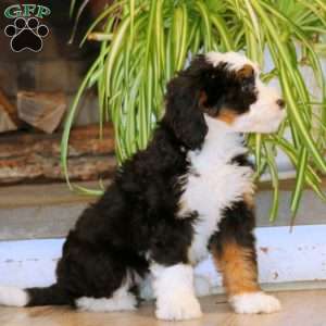 Hilda, Mini Bernedoodle Puppy
