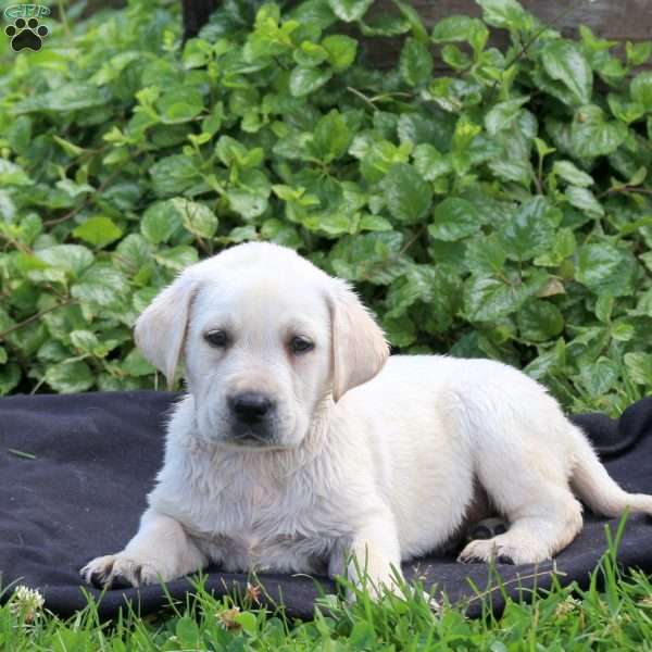 Holden, Yellow Labrador Retriever Puppy