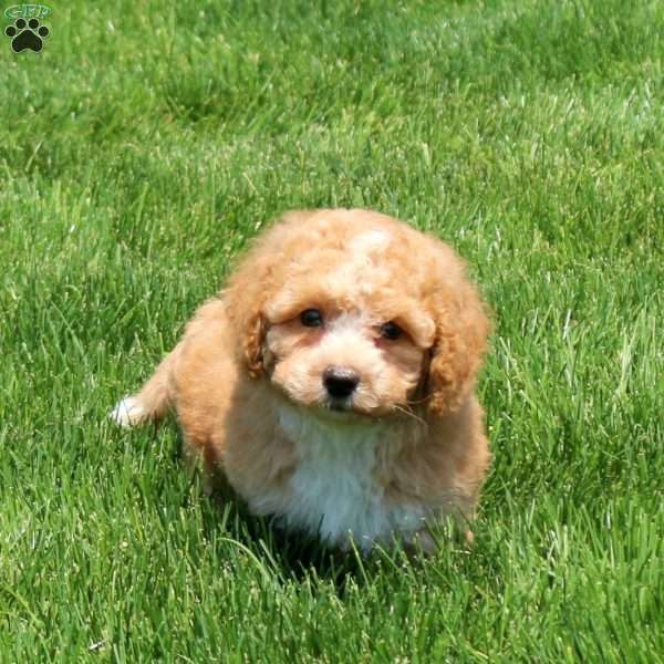 Holden, Bich-Poo Puppy