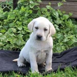 Holden, Yellow Labrador Retriever Puppy