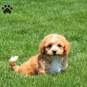 Holden, Bich-Poo Puppy