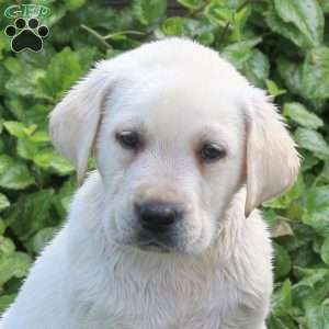 Holden, Yellow Labrador Retriever Puppy