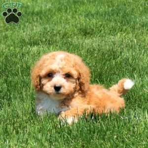 Holden, Bich-Poo Puppy