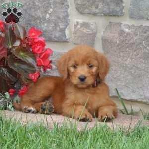 Holly, Goldendoodle Puppy