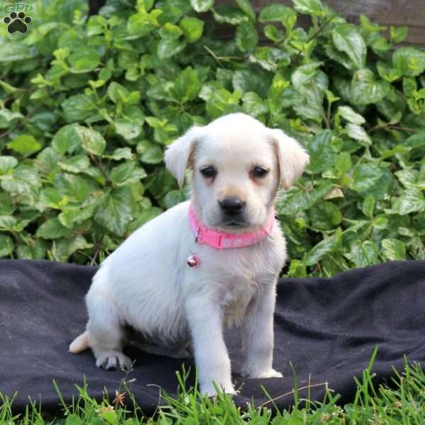 Holly, Yellow Labrador Retriever Puppy