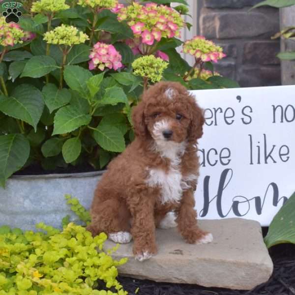 Holly, Toy Poodle Puppy