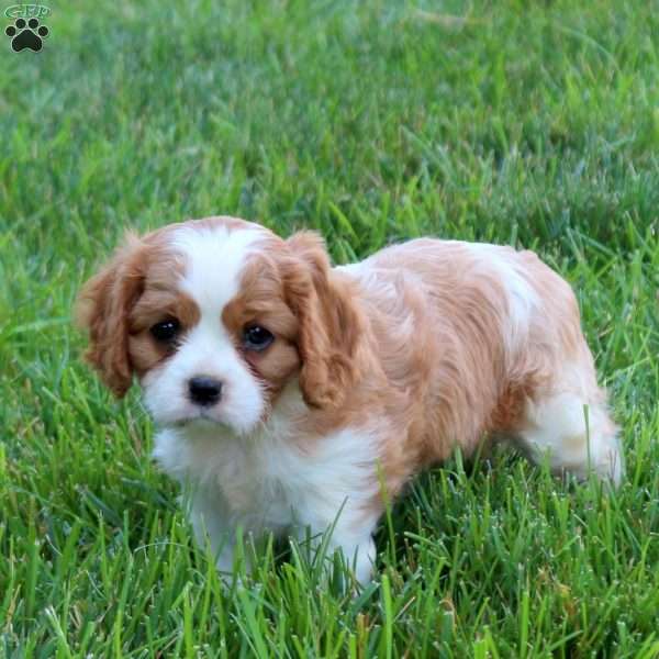 Holly, Cavalier King Charles Spaniel Puppy