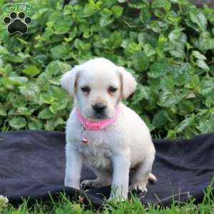 Holly, Yellow Labrador Retriever Puppy