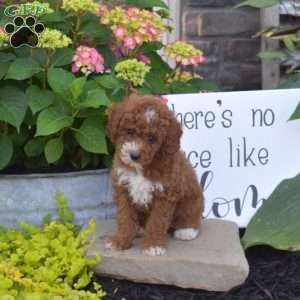 Holly, Toy Poodle Puppy