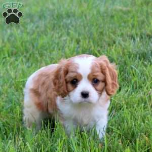 Holly, Cavalier King Charles Spaniel Puppy