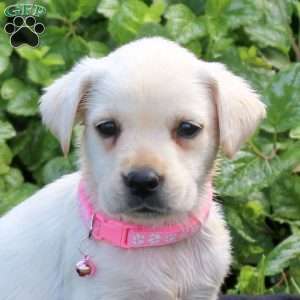 Holly, Yellow Labrador Retriever Puppy