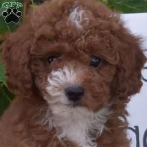 Holly, Toy Poodle Puppy