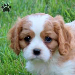 Holly, Cavalier King Charles Spaniel Puppy