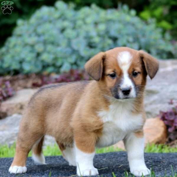 Holly, Welsh Corgi Mix Puppy