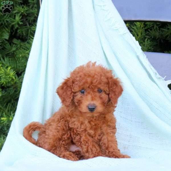 Homer, Cavapoo Puppy