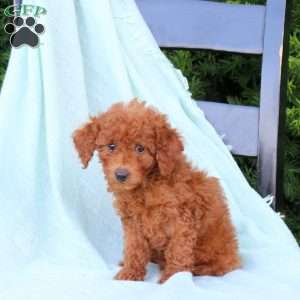 Homer, Cavapoo Puppy