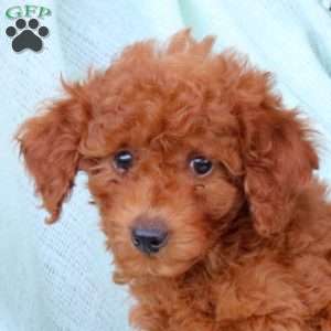 Homer, Cavapoo Puppy