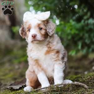 Honey, Mini Aussiedoodle Puppy