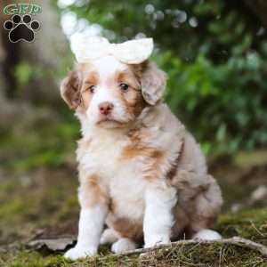 Honey, Mini Aussiedoodle Puppy