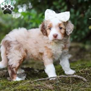 Honey, Mini Aussiedoodle Puppy