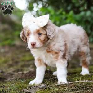 Honey, Mini Aussiedoodle Puppy