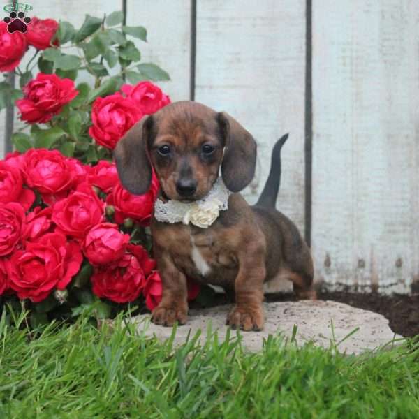 Honey, Dachshund Puppy