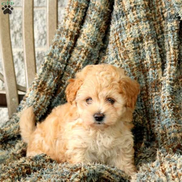 Honey, Maltipoo Puppy