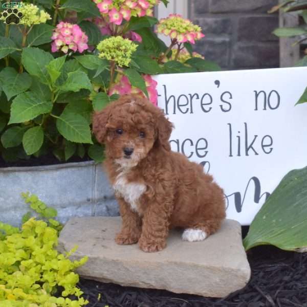 Honey, Toy Poodle Puppy
