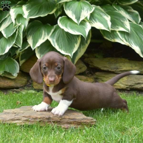 Honey-Mini, Dachshund Puppy