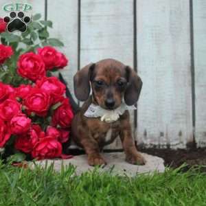 Honey, Dachshund Puppy
