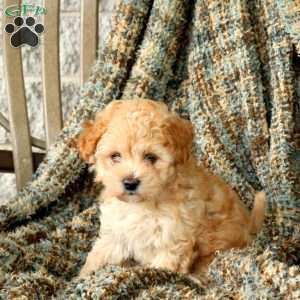 Honey, Maltipoo Puppy