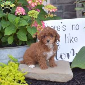 Honey, Toy Poodle Puppy