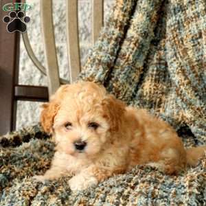 Honey, Maltipoo Puppy