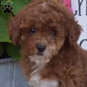 Honey, Toy Poodle Puppy