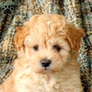 Honey, Maltipoo Puppy