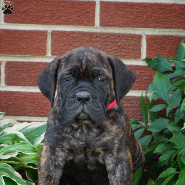 Honey, Cane Corso Puppy
