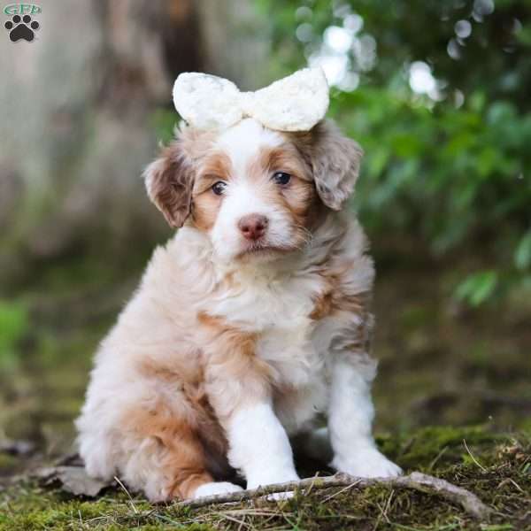 Honey, Mini Aussiedoodle Puppy