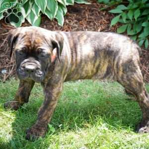 Honey, Cane Corso Puppy