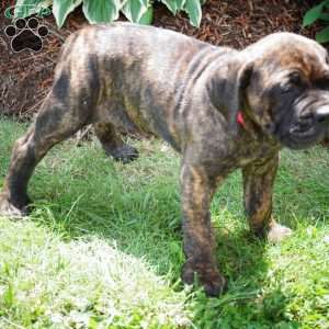 Honey, Cane Corso Puppy