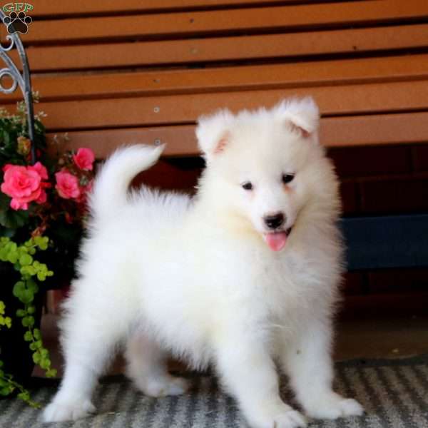 Hoops, Samoyed Puppy