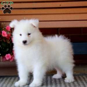 Hoops, Samoyed Puppy