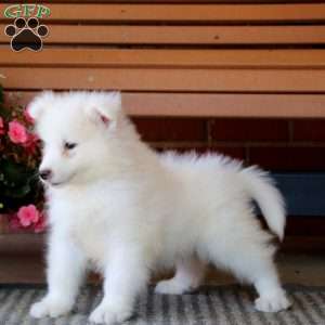 Hoops, Samoyed Puppy