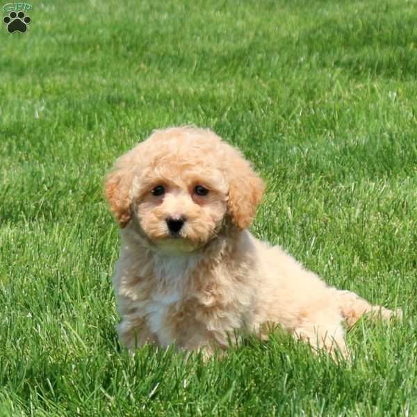 Hope, Bich-Poo Puppy