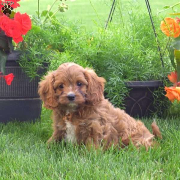 Hope, Cavapoo Puppy